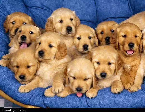 So Many Pups