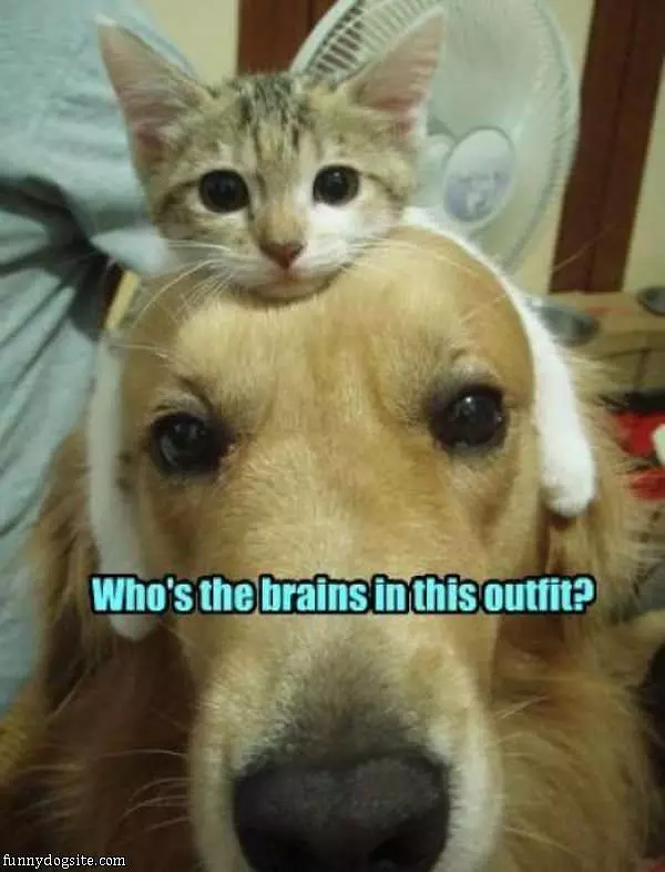 Whos The Brains