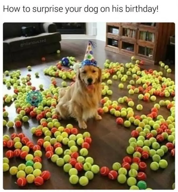 How To Surprise Your Dog
