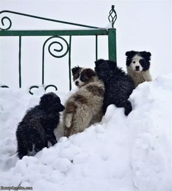 Snow Pups