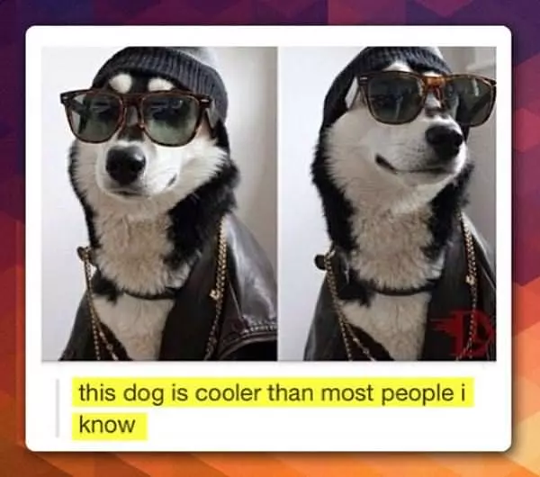 This Cool Dog