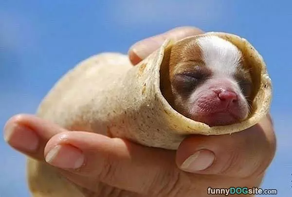 I Am A Little Burrito