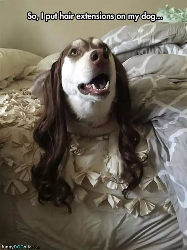 Put Hair Extensions On My Dog