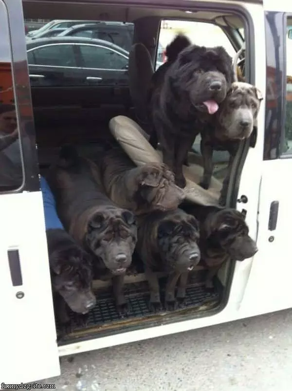 Van Full Of Dogs