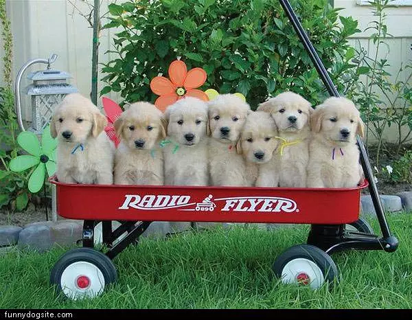 Puppy Cart
