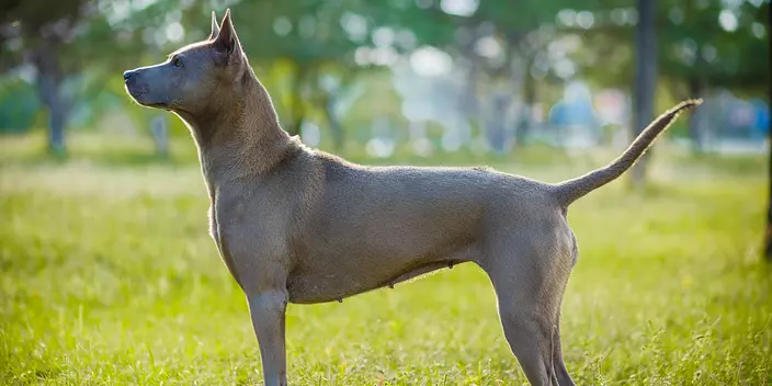 Thai Ridgeback dog outdoors