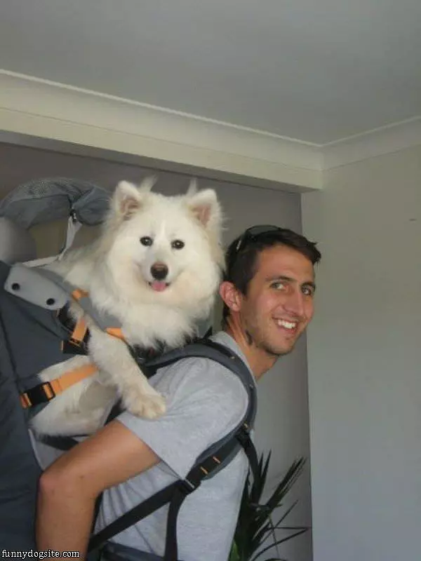 Back Packing Dog