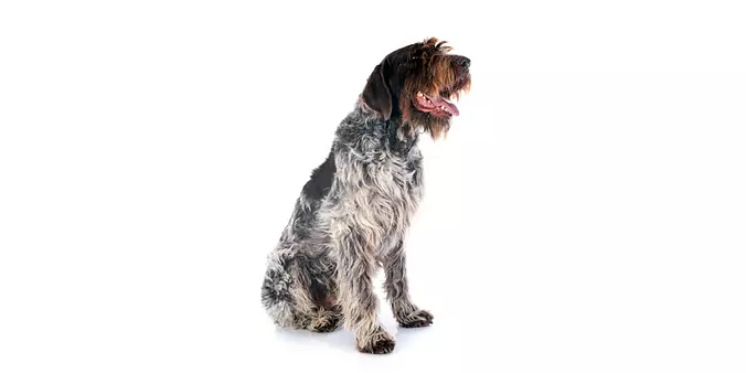 Wirehaired Pointing Griffon...