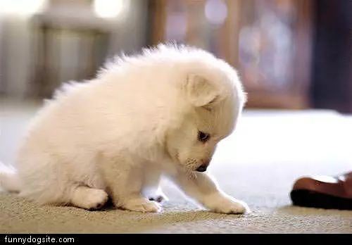 Tiny White Puppy