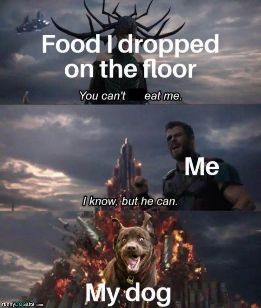 Dropped My Food