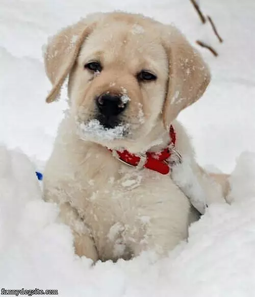 Cute Snow Face