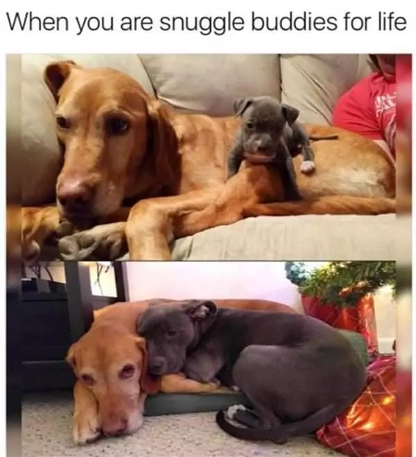We Are Snuggle Buddies