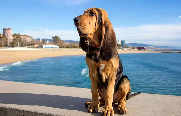 Bloodhound on the beach