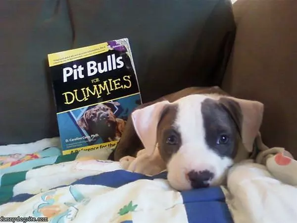 Pit Bull For Dummies