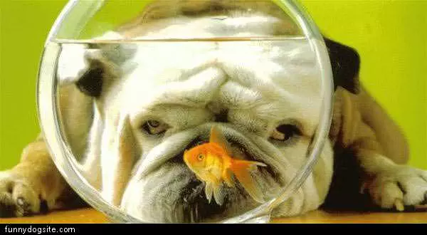 Bull Dog Watches Gold Fish