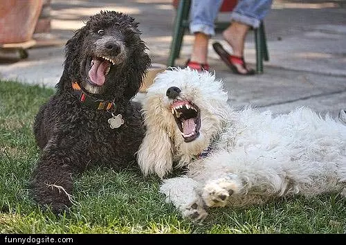 Dogs Laughing