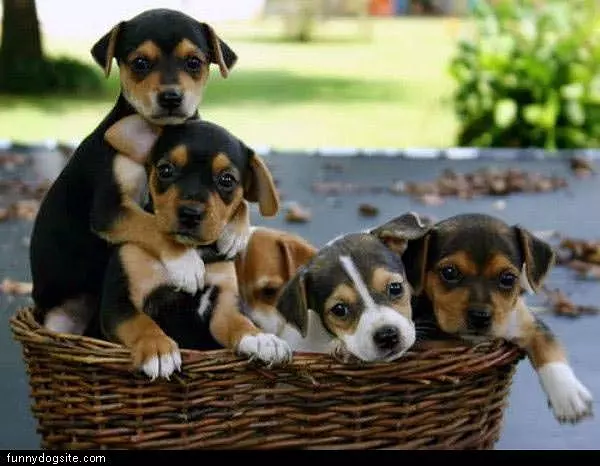 Basket Of Dogs