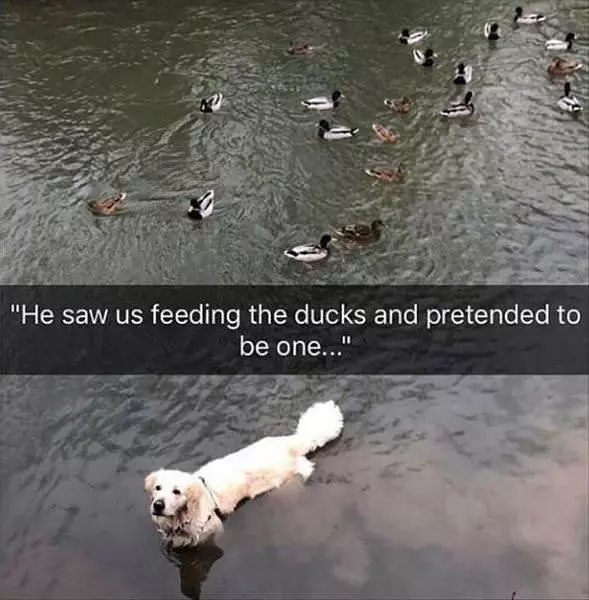 I Am A Duck Now