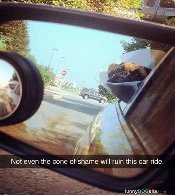 Cone Of Shame Ride