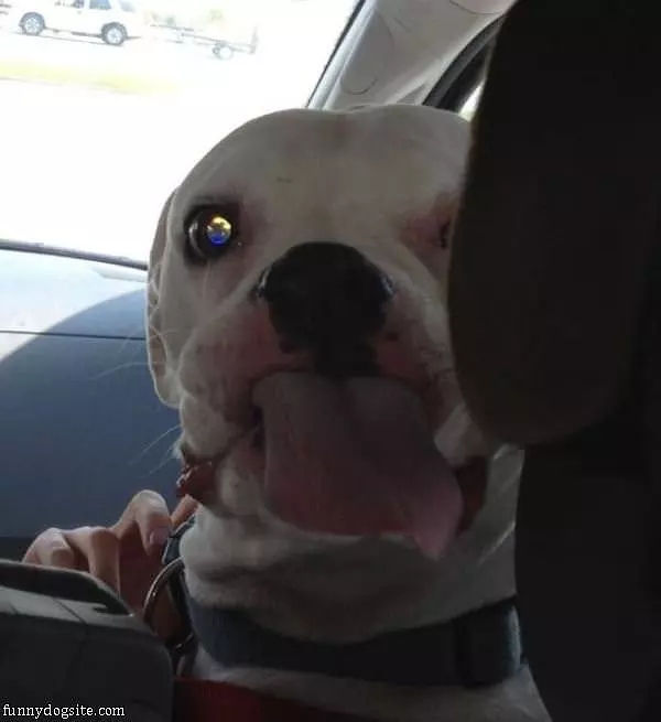 Dog Tongue Out