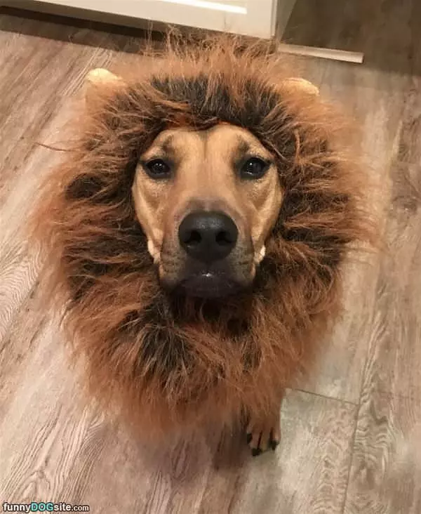 The Big Lion Dog