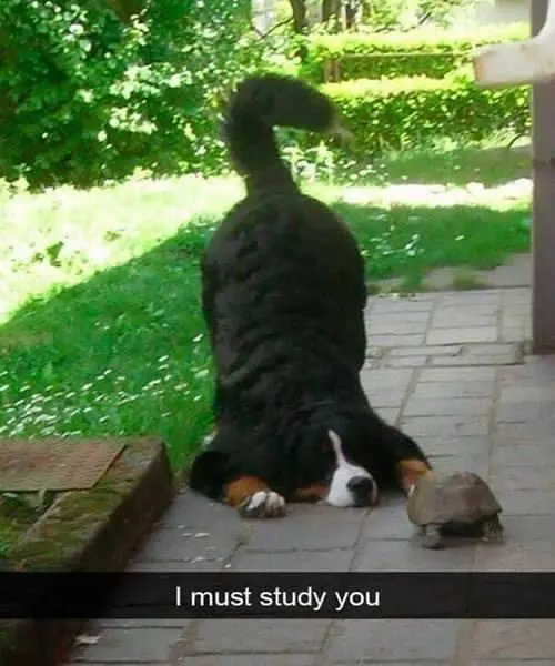 I Must Study You