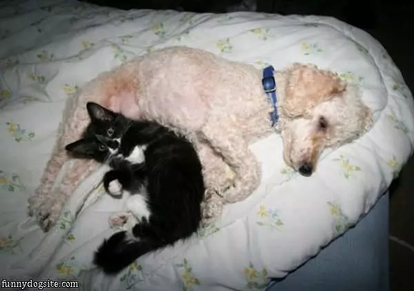 Dog And Cat Napping