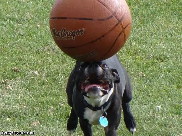 Basketball Terrier