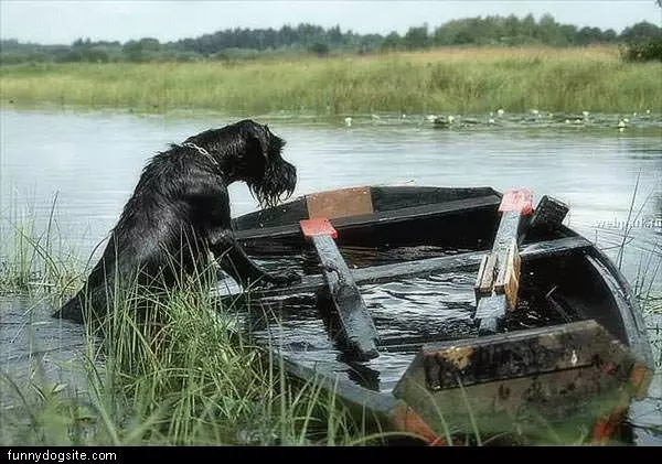 Dog Sunk The Boat