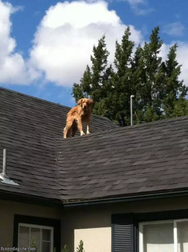 The Roof Dog