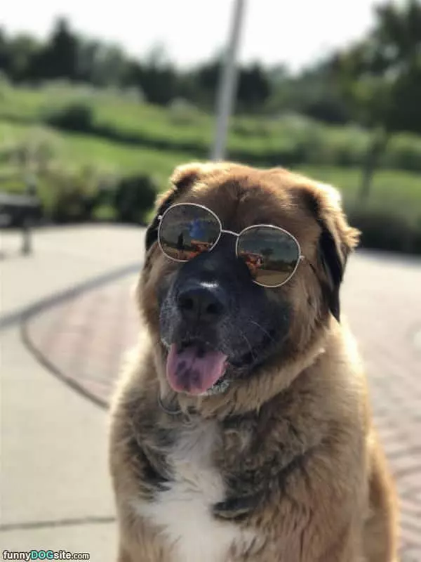 That Is One Cool Dog