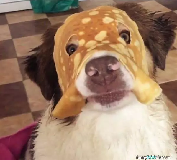 I Am Pancake Dog