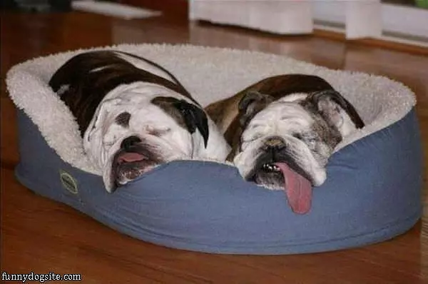 Funny Sleepers