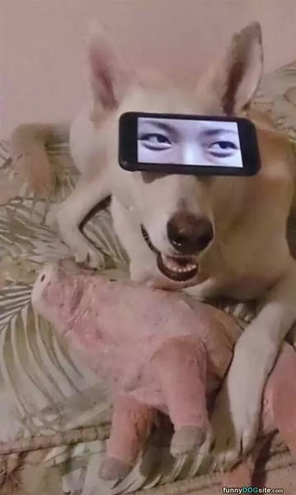Dog Has Weird Eyes