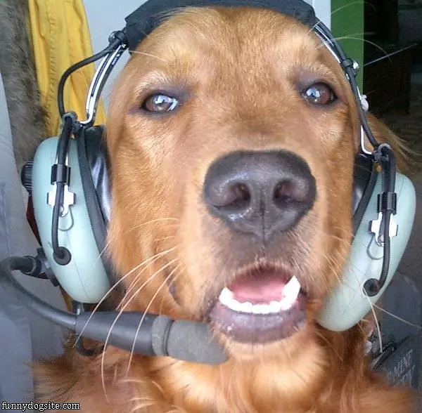 Pilot Dog