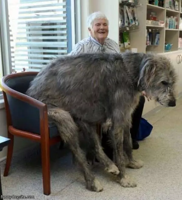Amazing And Huge Dog
