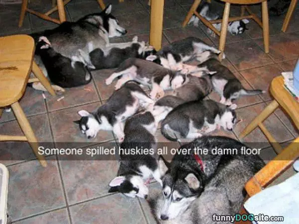Spilled Huskies