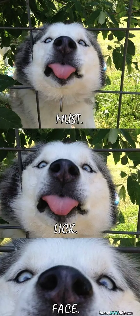Must Lick Face