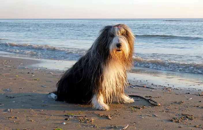 Relaxed Bearded Collie