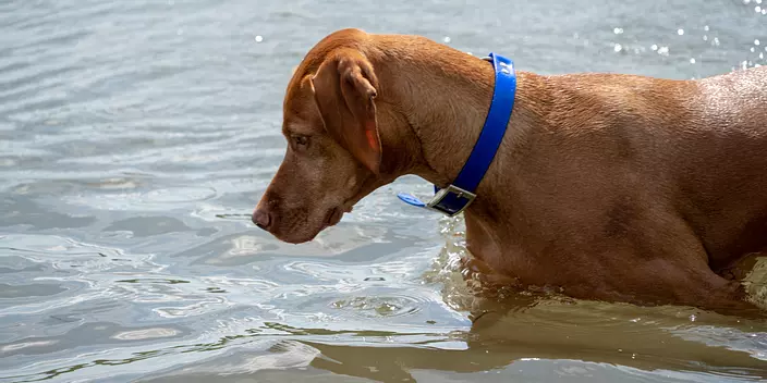 Vizsla Dog Swimming ang Pla...