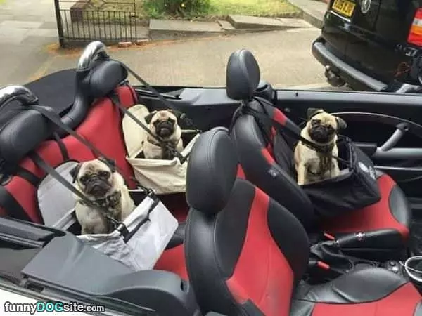 The Pugs Are Comfortable