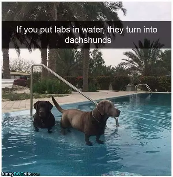 Labs In Water
