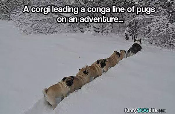 Corgi Conga Snow Line