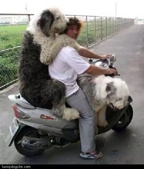 Shaggy Dog Ride