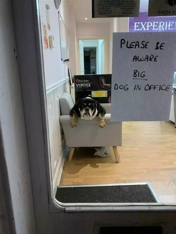 Big Dog In Office