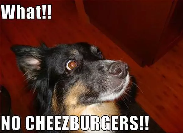 Dakota Wants Cheezburgers