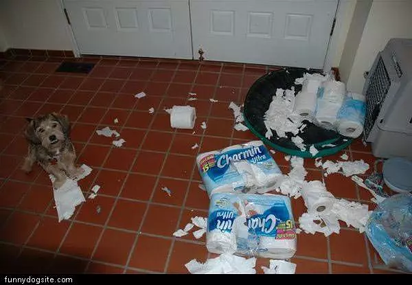 Toilet Paper Dog