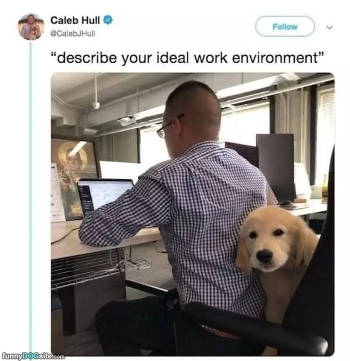 Ideal Work Environment