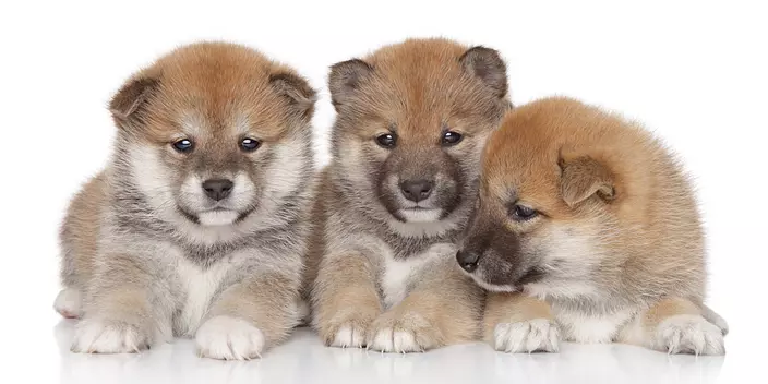 Shiba Inu puppies