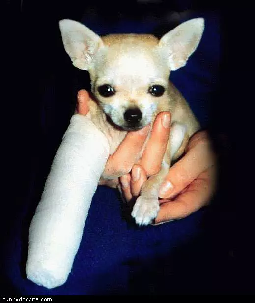 Chihuahua Cast